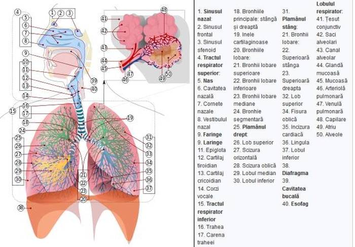Structura și funcția organelor de vedere - raduafrim.ro
