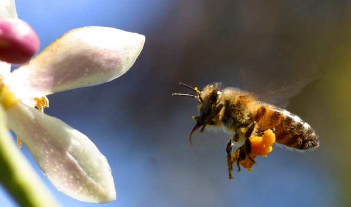 Polen de abeja crudo