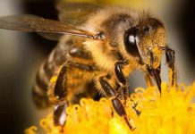 polen uscat beneficii si pret