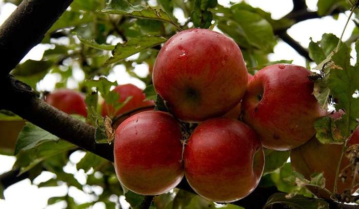Rezultate surprinzătoare: cura de slăbire cu mere crude